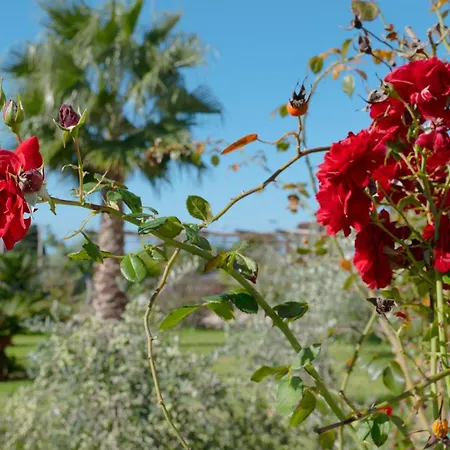 Delle Rose Horses Club
